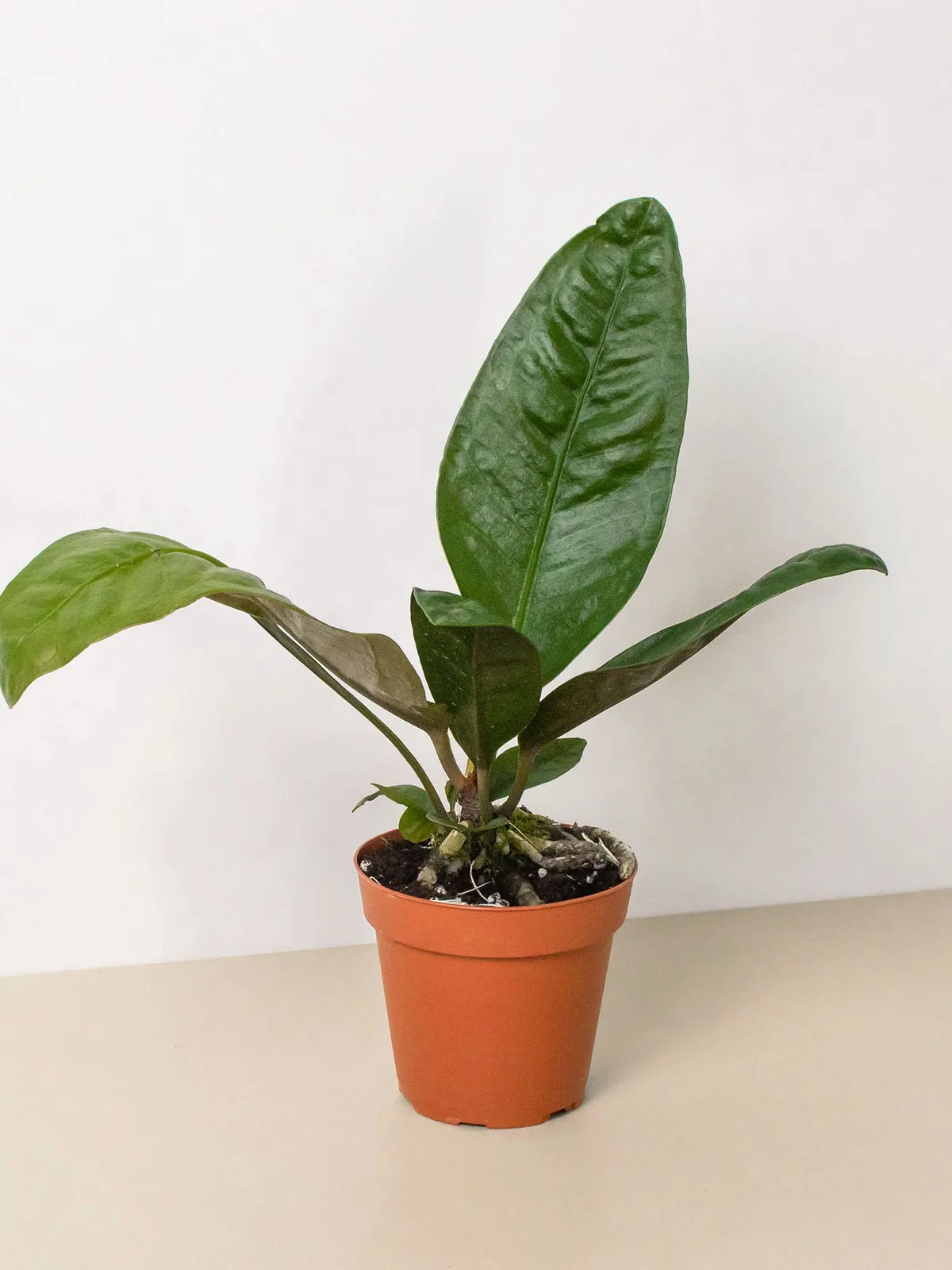 Anthurium 