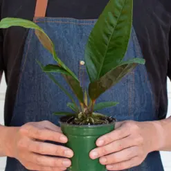 Anthurium 'Superbum' — additional view