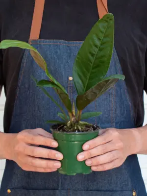Anthurium 'Superbum' — additional view