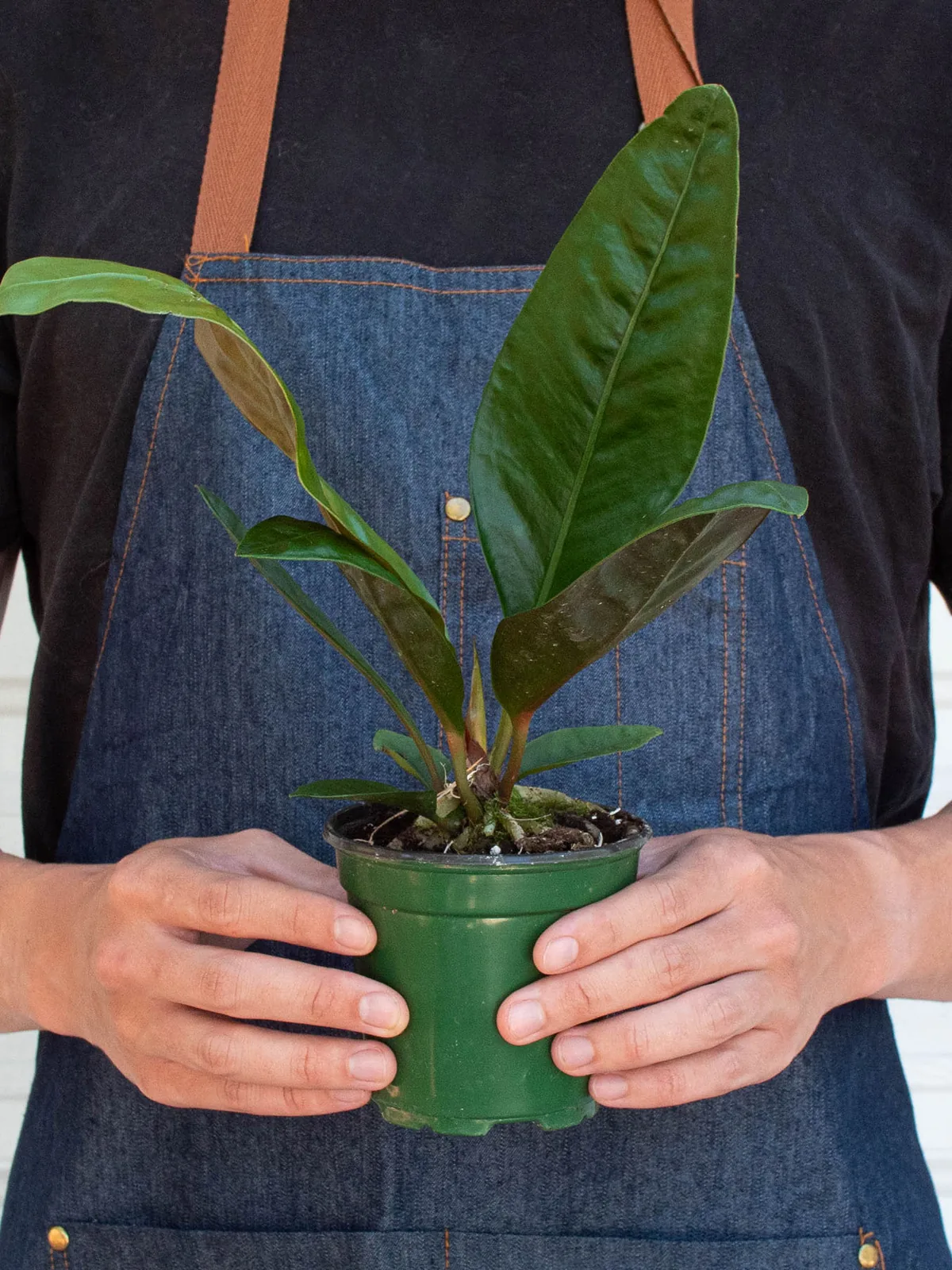 Anthurium 