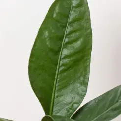 Anthurium 'Superbum' — additional view