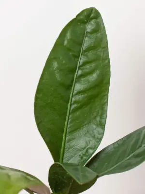 Anthurium 'Superbum' — additional view