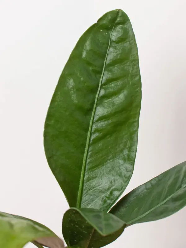 Anthurium 'Superbum' — additional view