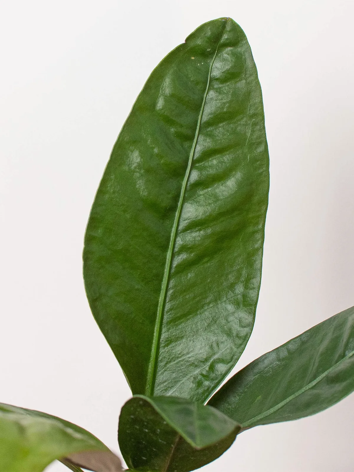 Anthurium 
