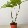 Anthurium 'Veitchii' houseplant