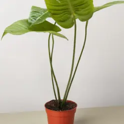 Anthurium 'Veitchii' houseplant