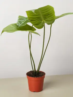 Anthurium 'Veitchii' houseplant