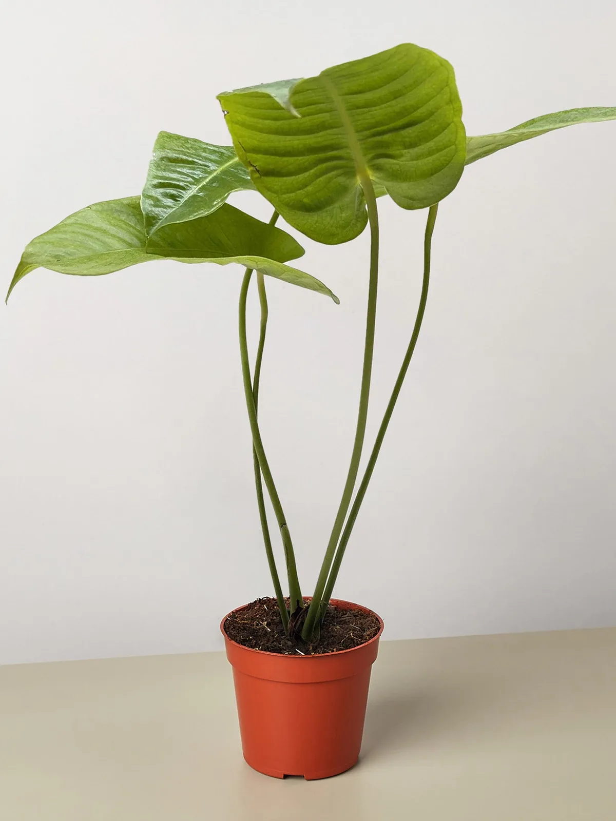 Anthurium 