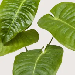 Anthurium 'Veitchii' — additional view