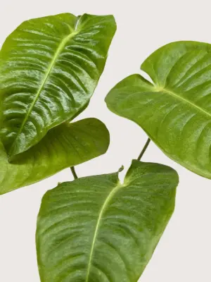 Anthurium 'Veitchii' — additional view