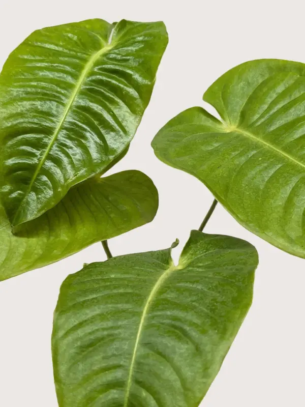 Anthurium 'Veitchii' — additional view