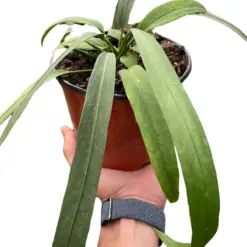 Anthurium 'Vittarifolium' houseplant