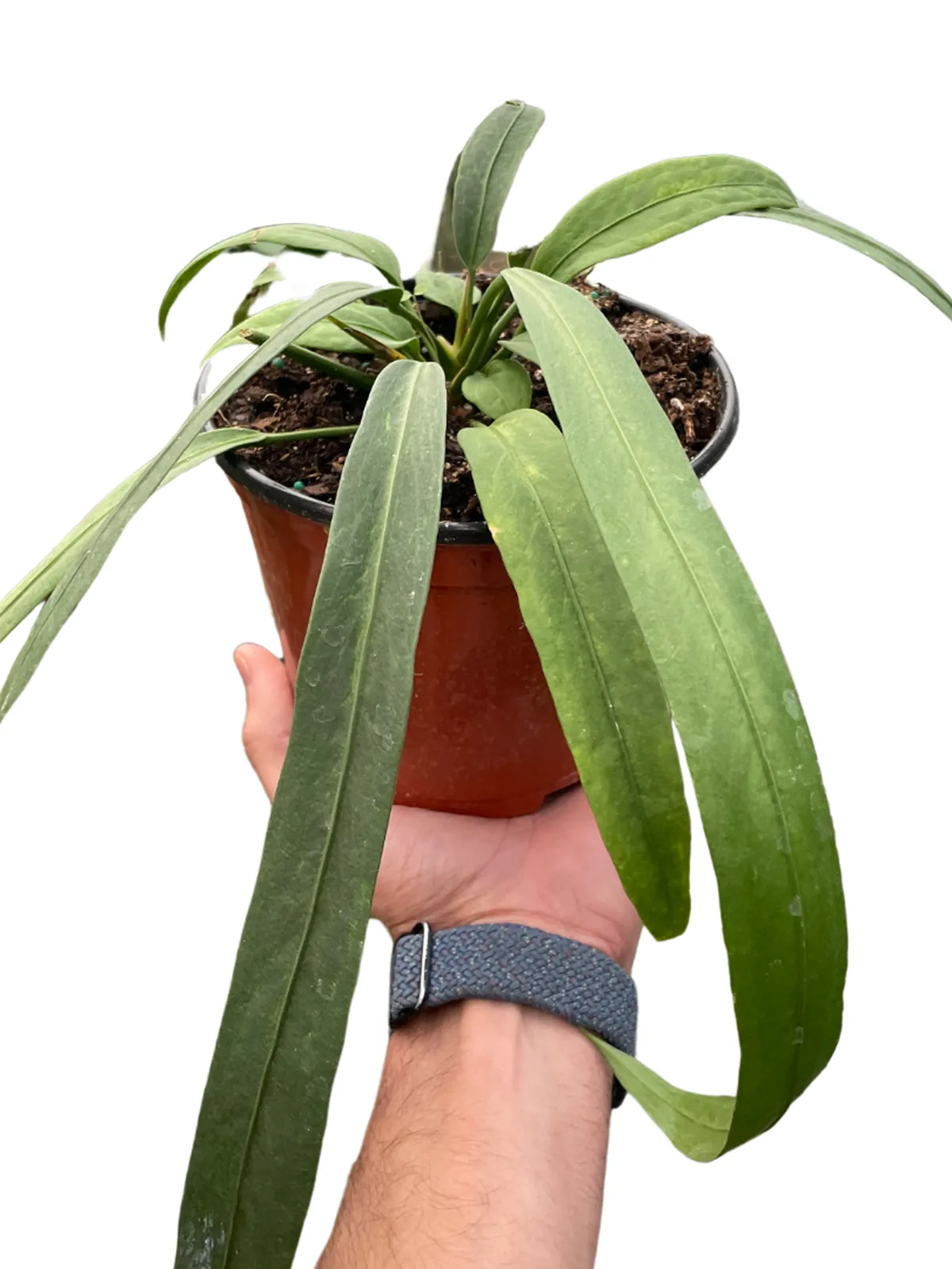 Anthurium 