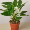 Anthurium 'White' houseplant
