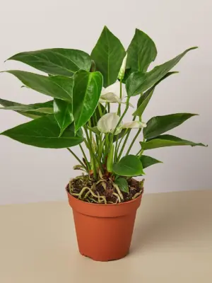 Anthurium 'White' houseplant