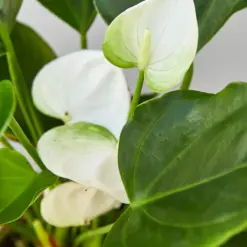 Anthurium 'White' — additional view