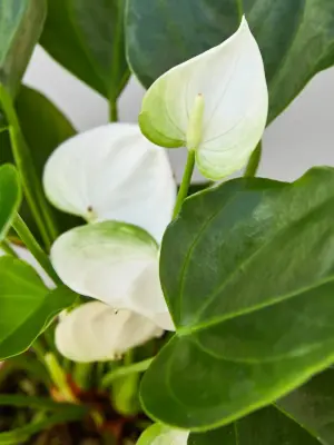 Anthurium 'White' — additional view