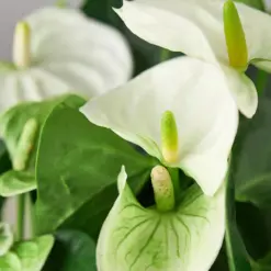 Anthurium 'White' — leaf detail close-up