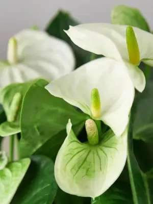 Anthurium 'White' — leaf detail close-up