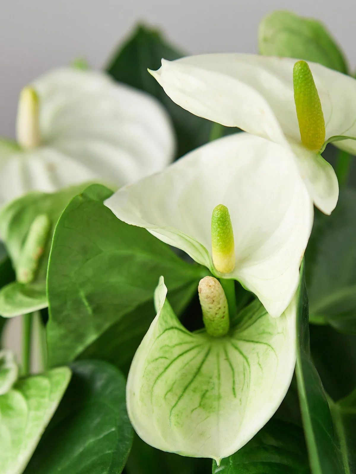 Anthurium 