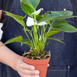 Anthurium 'White' — held in hand for size reference