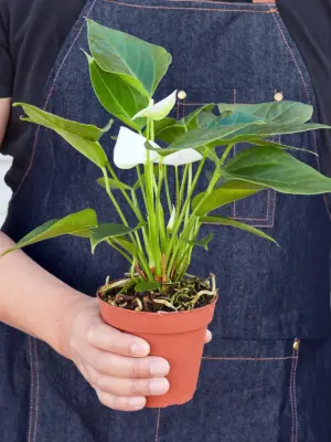Anthurium 'White' — held in hand for size reference