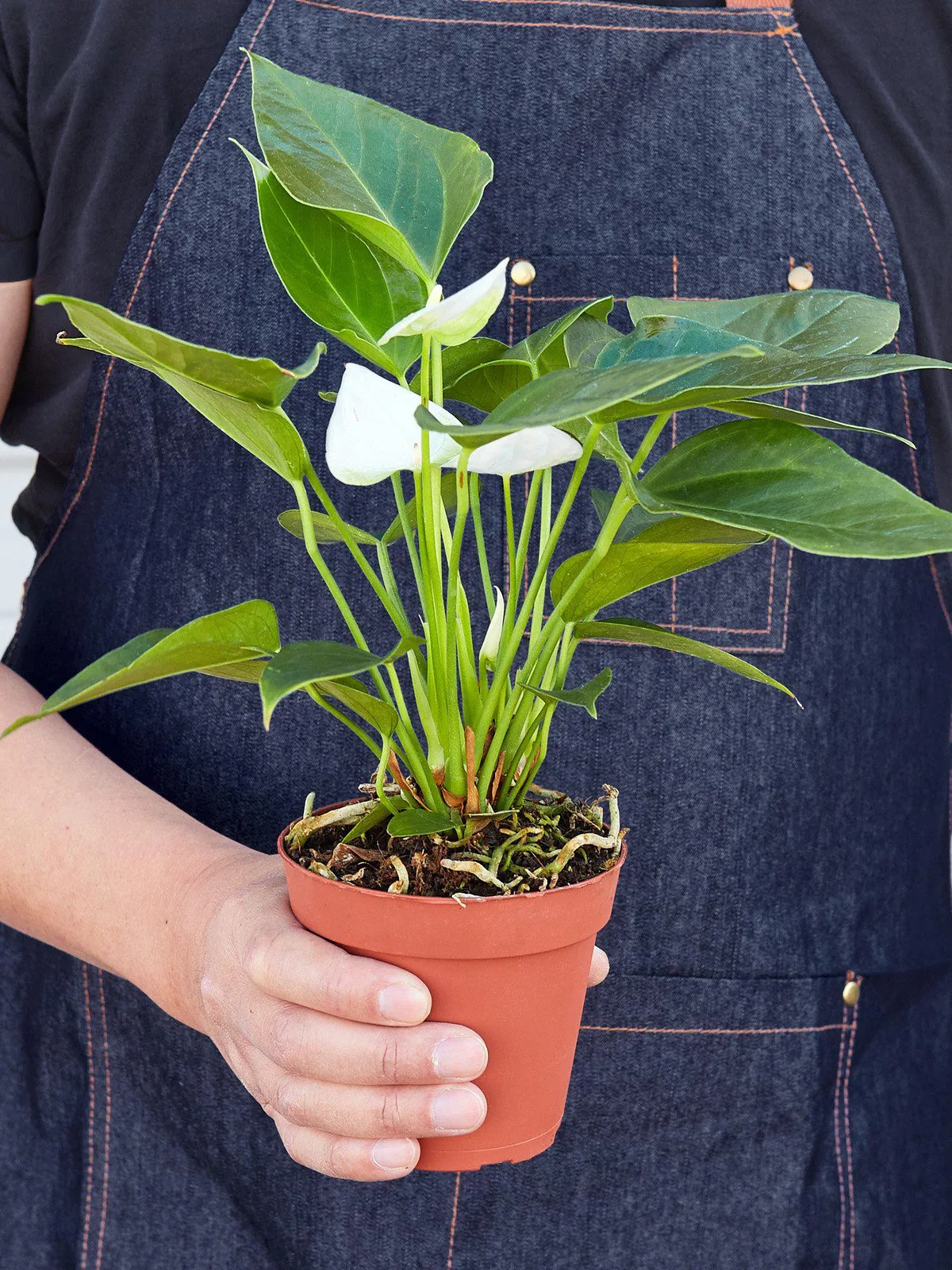 Anthurium 