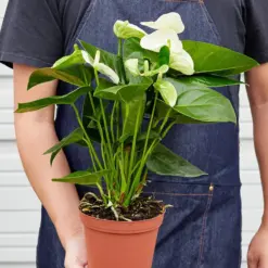 Anthurium 'White' — held in hand for size reference