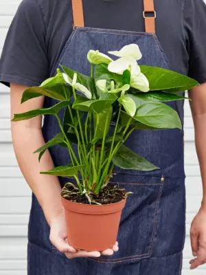 Anthurium 'White' — held in hand for size reference