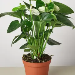 Anthurium 'White' — additional view