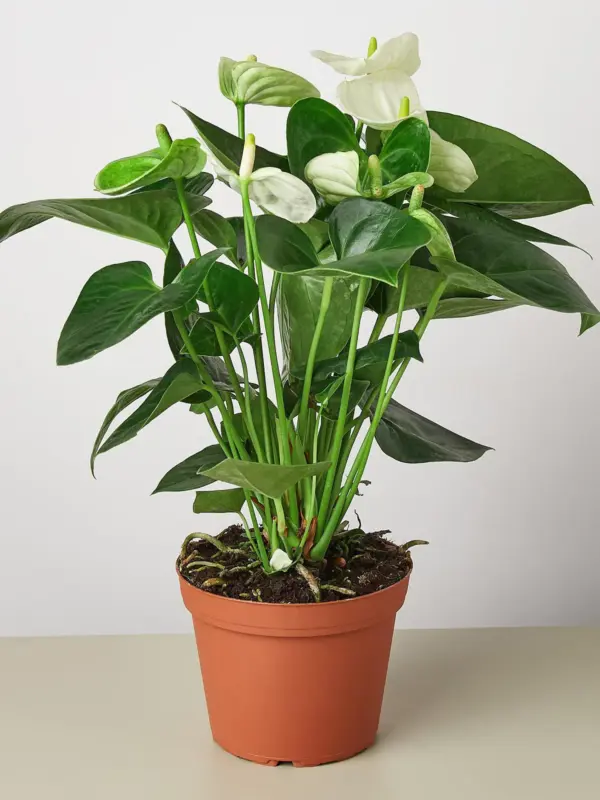 Anthurium 'White' — additional view