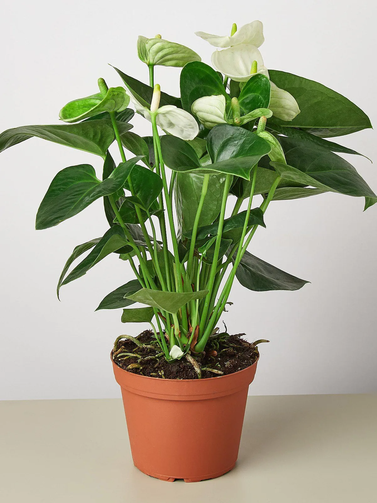 Anthurium 