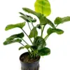 Anubias Barteri 'Golden Coin' – Pot houseplant