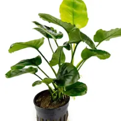Anubias Barteri 'Golden Coin' – Pot houseplant