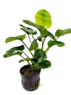 Anubias Barteri 'Golden Coin' – Pot houseplant