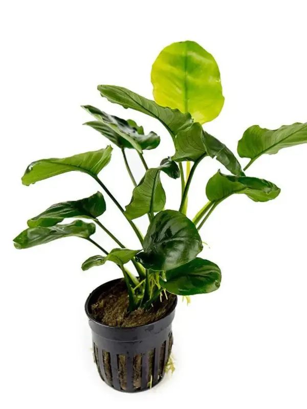 Anubias Barteri 'Golden Coin' – Pot houseplant