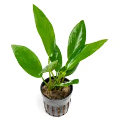 Anubias Hastifolia houseplant