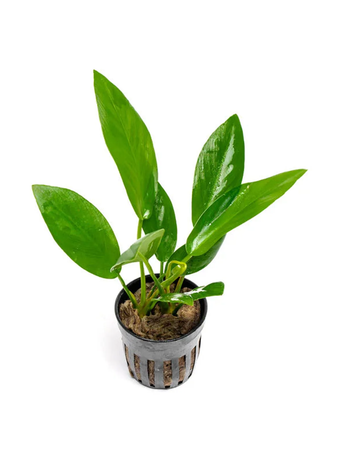 Anubias Hastifolia houseplant