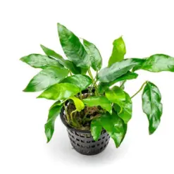 Anubias 'Short and Sharp' – Pot houseplant