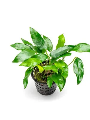 Anubias 'Short and Sharp' – Pot houseplant