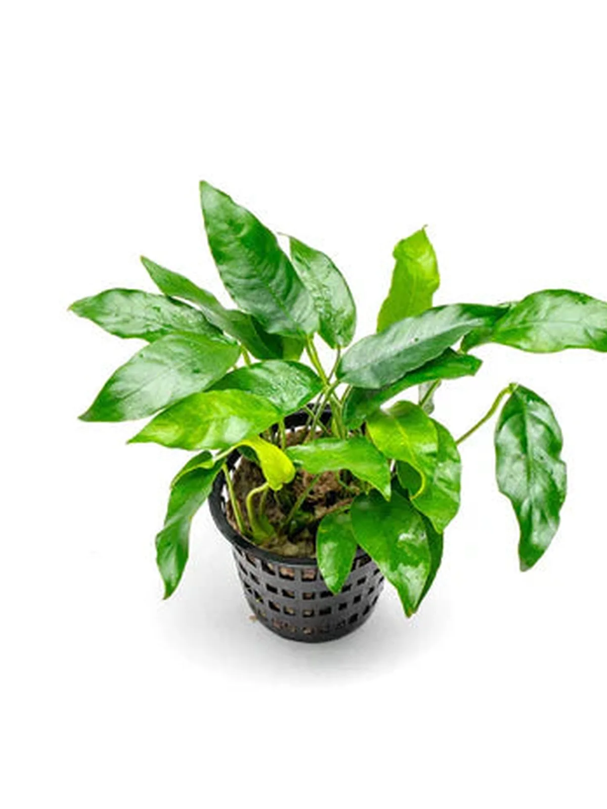 Anubias 
