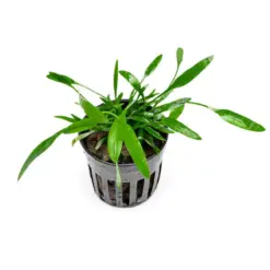 Cryptocoryne Lucens houseplant