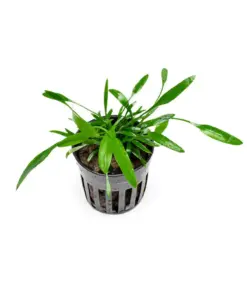 Cryptocoryne Lucens houseplant