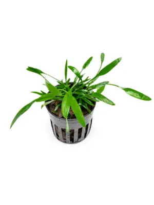 Cryptocoryne Lucens houseplant
