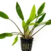 Cryptocoryne Sri Lanka – Pot houseplant