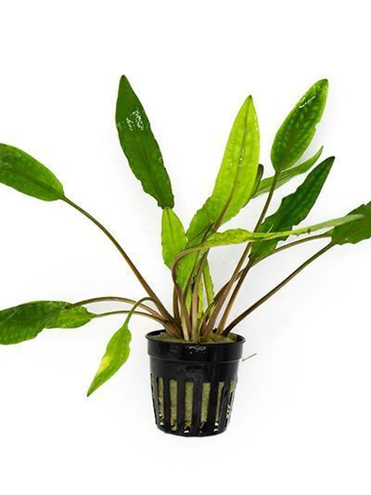 Cryptocoryne Sri Lanka – Pot houseplant