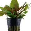Cryptocoryne 'Tropica' houseplant