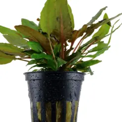 Cryptocoryne 'Tropica' houseplant