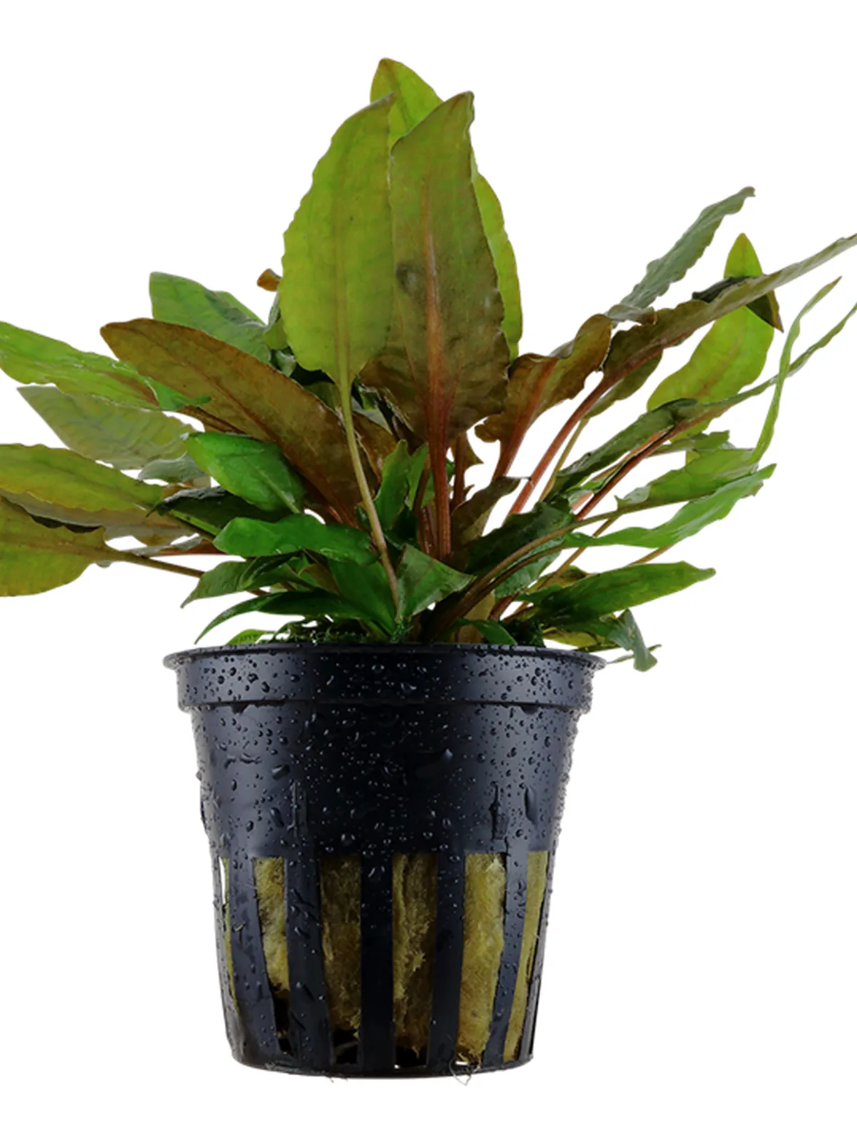 Cryptocoryne 