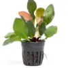 Echinodorus Red Phoenix houseplant